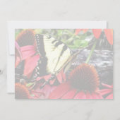 Zwaluwstaart op rode Echinacea Kaart (Achterkant)
