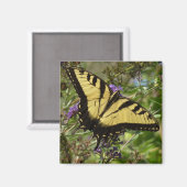 Zwaluwstaart op vlinderstruik magneet (Voorkant / Achterkant)