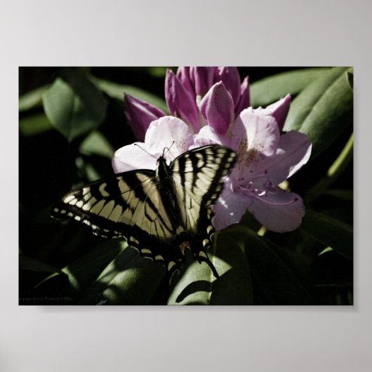 Zwaluwstaart- & Rododendronprint Poster (Voorkant)