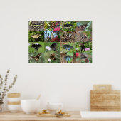 Zwaluwstaarten van het zuidoosten poster (Keuken)