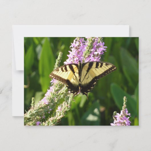 Zwaluwstaartvlinder op paarse wilde bloemen (Voorkant)
