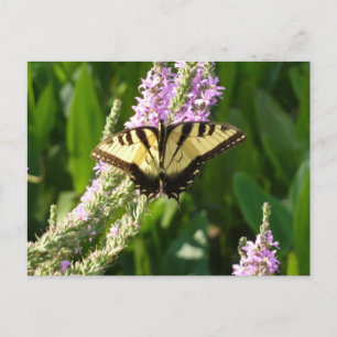 Zwaluwstaartvlinder op paarse wilde bloemen briefkaart