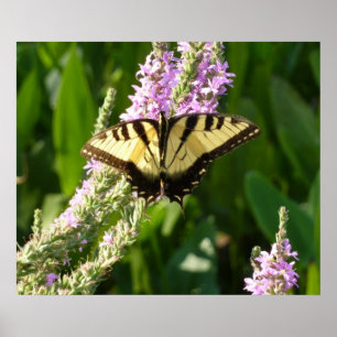 Zwaluwstaartvlinder op paarse wilde bloemen poster