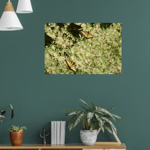 Zwaluwstaartvlinders op bloeiende struik poster