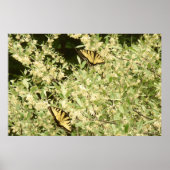 Zwaluwstaartvlinders op bloeiende struik poster (Voorkant)