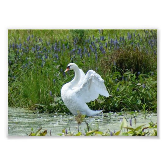 Zwan 7 x 5 Fotografische afdrukken Foto Afdruk (Voorkant)