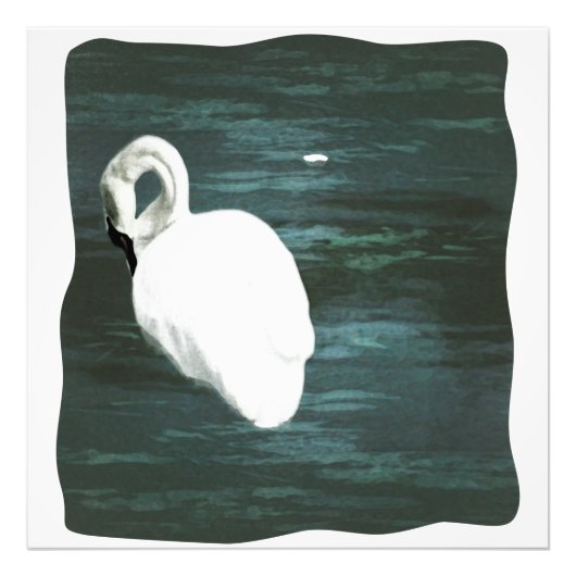 Zwan bij de Pond Foto Afdruk (Voorkant)