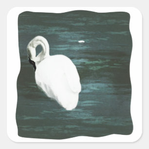 Zwan bij de Pond Vierkante Sticker