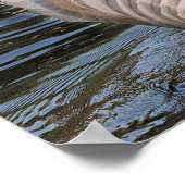 Zwan & Cygnets Poster (Hoek)