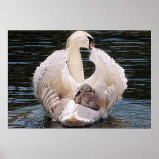 Zwan & Cygnets Poster