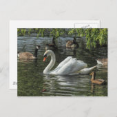 Zwan en andere vogels. Roath Park Lake, Cardiff Briefkaart (Voorkant / Achterkant)