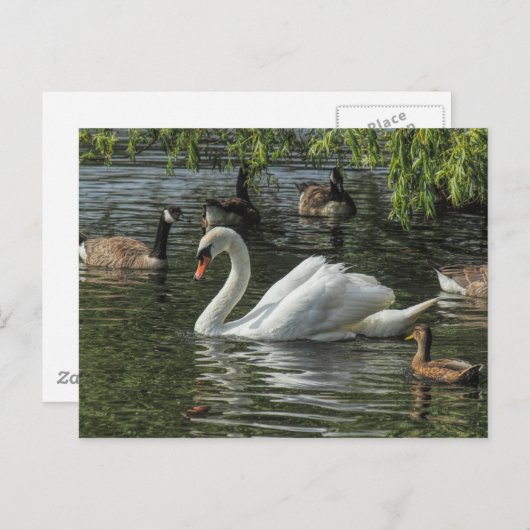 Zwan en andere vogels. Roath Park Lake, Cardiff Briefkaart (Voorkant / Achterkant)