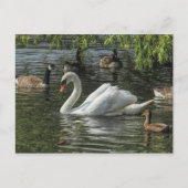 Zwan en andere vogels. Roath Park Lake, Cardiff Briefkaart (Voorkant)