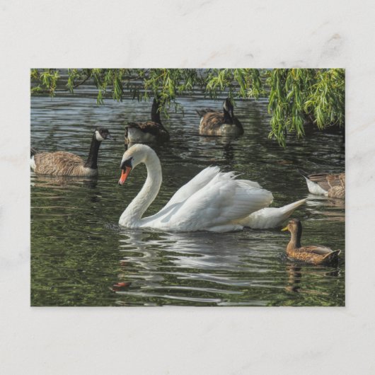 Zwan en andere vogels. Roath Park Lake, Cardiff Briefkaart (Voorkant)