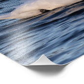 Zwan en blauw water foto afdruk (Hoek)