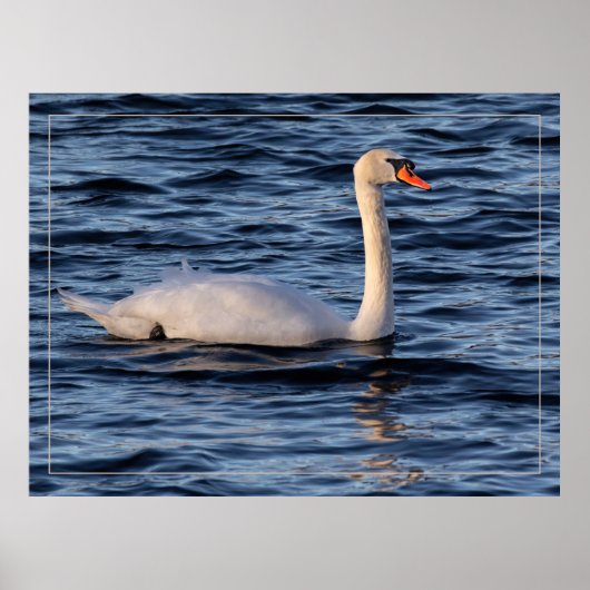 Zwan en blauw water poster (Voorkant)