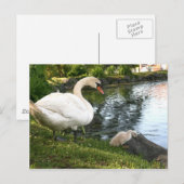 Zwan en cygnet briefkaart (Voorkant / Achterkant)