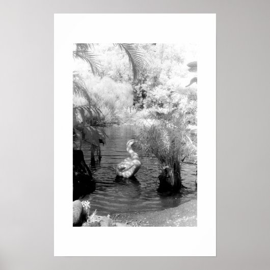 Zwan in de tuin van Eden Poster (Voorkant)