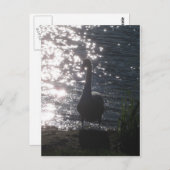 Zwan in het avondlicht Briefkaart (Voorkant / Achterkant)