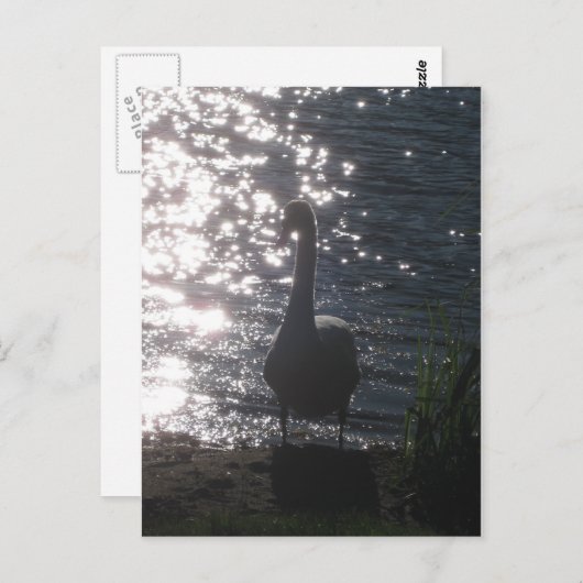 Zwan in het avondlicht Briefkaart (Voorkant / Achterkant)