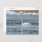 Zwan in het briefkaart van de sneeuwwinter (Voorkant / Achterkant)