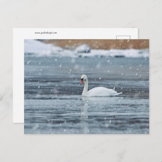 Zwan in het briefkaart van de sneeuwwinter (Voorkant / Achterkant)
