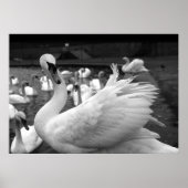 Zwan in het park op Barry Island Poster (Voorkant)