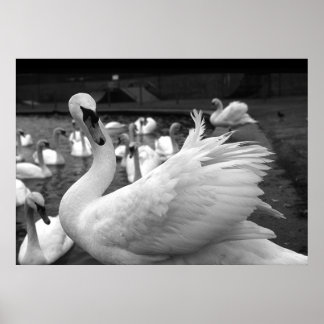 Zwan in het park op Barry Island Poster