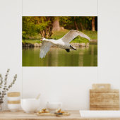 Zwan in vlucht poster (Keuken)