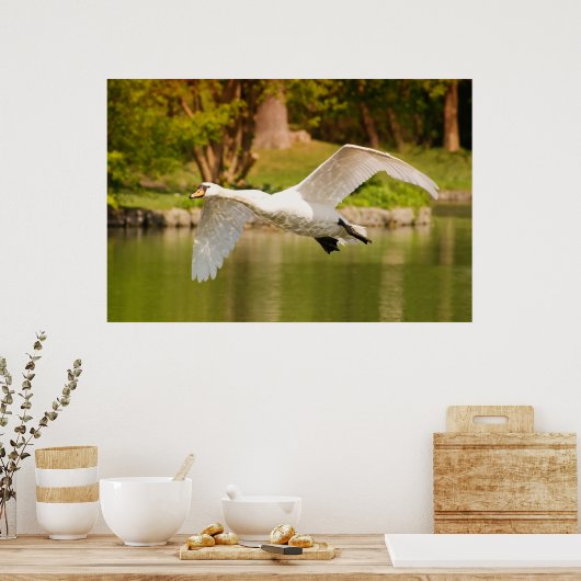 Zwan in vlucht poster (Keuken)