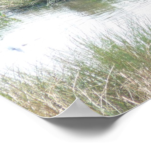 Zwan in Wetlands Poster (Hoek)