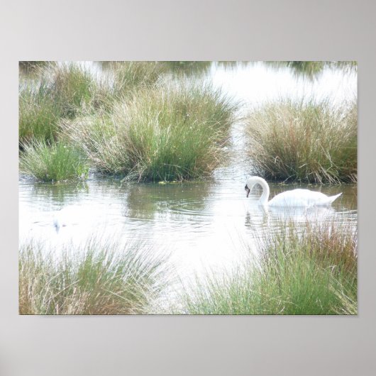 Zwan in Wetlands Poster (Voorkant)