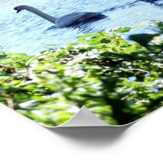 Zwan met kringnetten op de rivier. poster (Hoek)