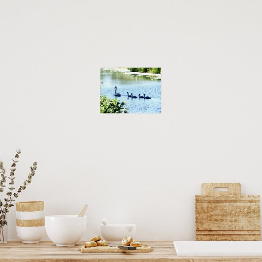 Zwan met kringnetten op de rivier. poster (Keuken)