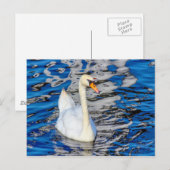 Zwan met reflecties briefkaart (Voorkant / Achterkant)