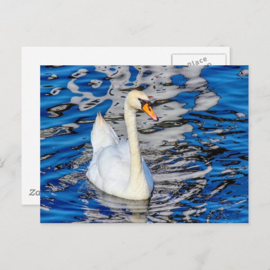 Zwan met reflecties briefkaart (Voorkant / Achterkant)