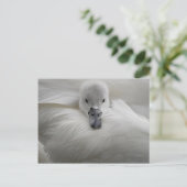 Zwan, mooie witte veren, mooie Comfort Briefkaart (Staand voorkant)