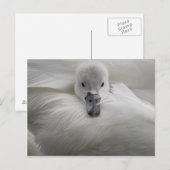 Zwan, mooie witte veren, mooie Comfort Briefkaart (Voorkant / Achterkant)