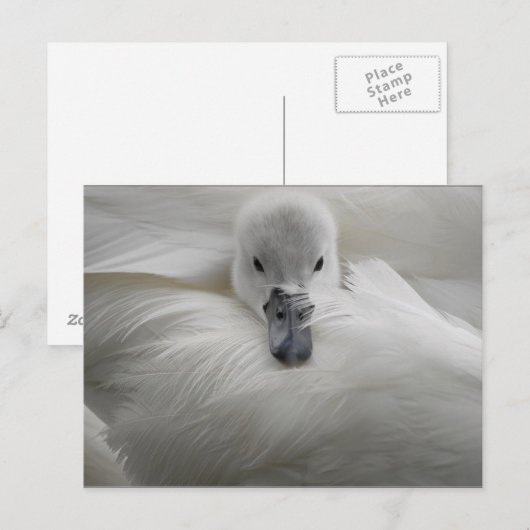 Zwan, mooie witte veren, mooie Comfort Briefkaart (Voorkant / Achterkant)