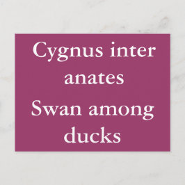 Zwan onder eenden - Latijnse quote Briefkaart