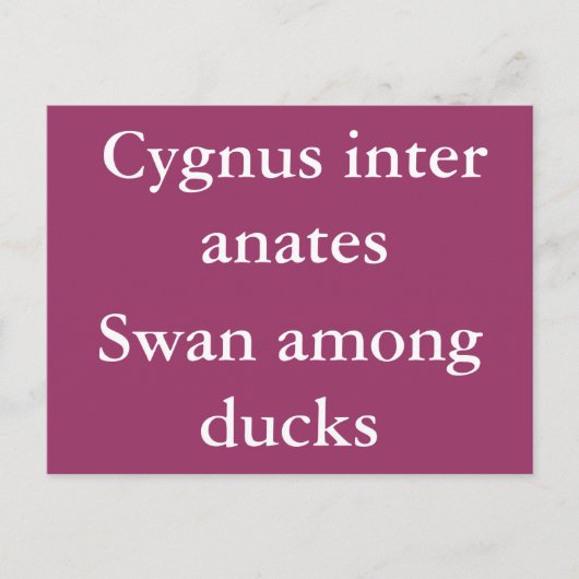 Zwan onder eenden - Latijnse quote Briefkaart (Voorkant)
