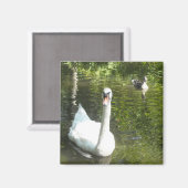 Zwan op de Pond Magneet (Voorkant / Achterkant)