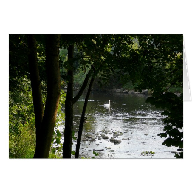 Zwan op de rivier II (Voorkant Horizontaal)