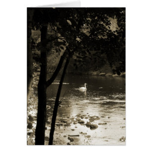 Zwan op de rivier - Verticaal.