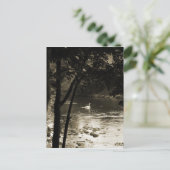 Zwan op de rivier - verticaal briefkaart (Staand voorkant)