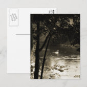 Zwan op de rivier - verticaal briefkaart (Voorkant / Achterkant)