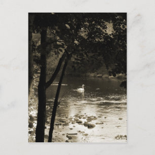 Zwan op de rivier - verticaal briefkaart