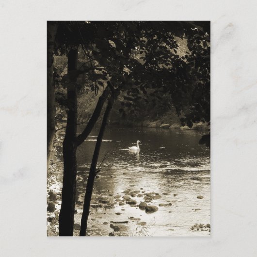 Zwan op de rivier - verticaal briefkaart (Voorkant)