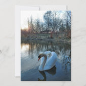 Zwan op het meer tijdens zonsondergang (Voorkant)