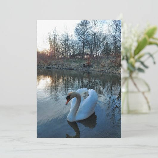 Zwan op het meer tijdens zonsondergang (Staand voorkant)